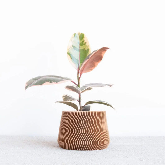 Savanne sierpot (naturel)