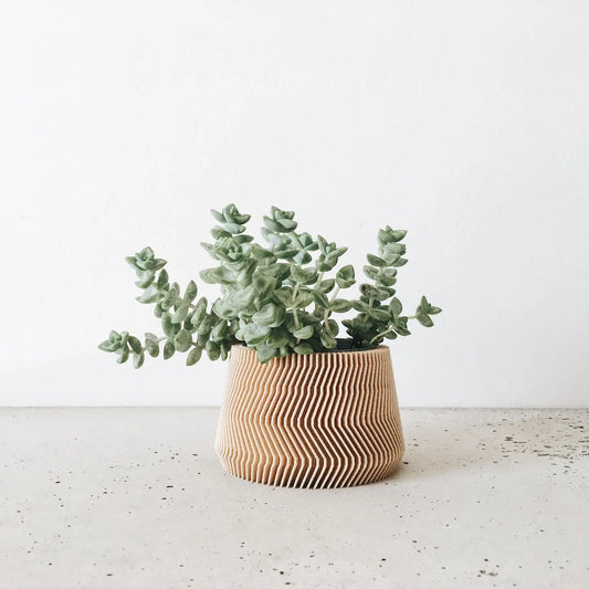 Savanne sierpot (naturel)